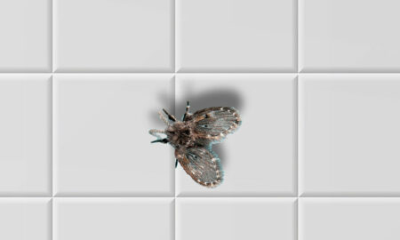 Você nem imagina por que esse mosquitinho gosta tanto do banheiro; Veja!