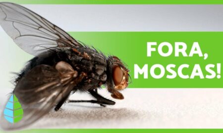 Como acabar com as moscas sem usar venenos; 2 ingredientes de casa