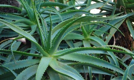 Quem Tem Essa Planta em Casa Tem um Verdadeiro Tesouro