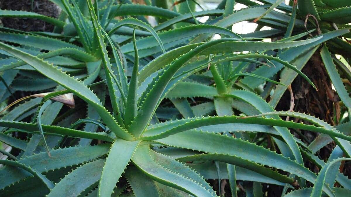 Quem Tem Essa Planta em Casa Tem um Verdadeiro Tesouro