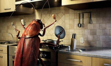 Como se livrar de insetos na cozinha durante a madrugada