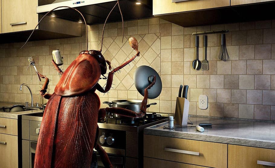 Como se livrar de insetos na cozinha durante a madrugada